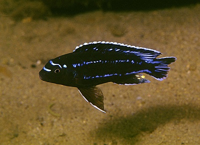 Pseudotropheus johannii 'Chiloelo'